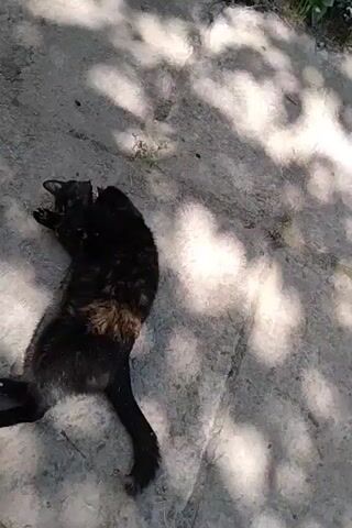A calico cat with black, brown, and tan patches lies on its back on a paved surface. The cat is wearing a red collar. The ground is dappled with shadows from overhead foliage. The cat appears relaxed and is possibly basking in the sun.