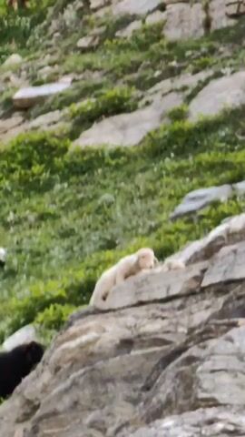 A video shows a young lamb walking on a rocky hillside. The lamb is light-colored and appears to be exploring its surroundings. The hillside is covered in green vegetation and scattered rocks. The scene is natural and serene.