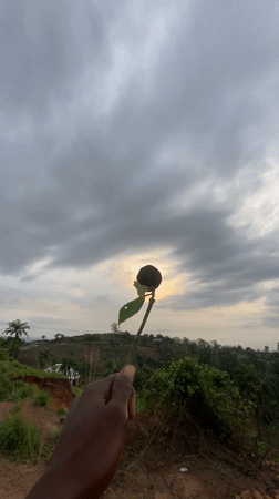 Morning nature documentation captured in Achara, Nigeria