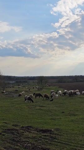 The video presents a wide, open field with a large flock of sheep grazing under a partly cloudy sky. The landscape is predominantly green, with patches of upturned soil in the foreground and scattered trees. The sheep are of various colors, including white, brown, and black. In the distance, a line of trees marks the horizon. A leafless tree branch partially obscures the top of the frame.