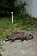 Wild civet forages on a paved walkway at night in Tangerang