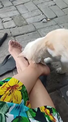 The video shows a first-person perspective of someone sitting with their legs crossed, wearing colorful shorts. A light-colored cat with orange markings is shown sniffing and gently nibbling on the person's foot. The ground is paved with rectangular stones. A black sandal is visible next to the person's left foot. The lighting suggests it is daytime.