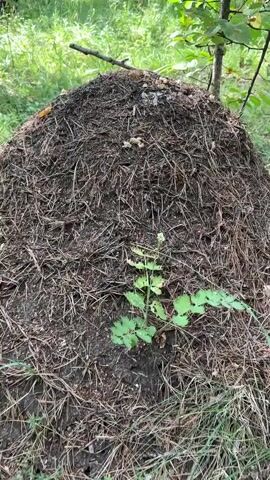The video shows a close-up view of an anthill in a forest. The anthill is composed of pine needles and other forest debris. Tiny black ants can be seen crawling on the surface of the anthill, some entering and exiting small openings. In the foreground, a small green plant with leaves is visible. The background is blurred, but appears to be more forest foliage. The camera moves slowly, focusing on the details of the anthill and the ants.