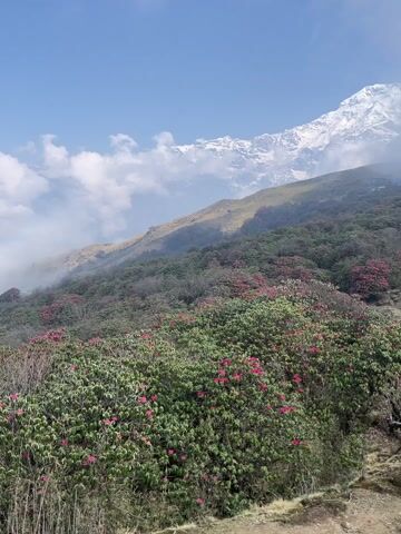 The video opens with a stunning panoramic view of a mountainous landscape under a bright, partly cloudy sky. In the background, a majestic, snow-capped mountain peak is visible through the clouds, illuminated by sunlight. The middle ground features rolling green hills densely covered with trees and numerous flowering rhododendron bushes, sporting vibrant pink blossoms. A narrow, rocky trail winds through this lush vegetation, leading towards the higher slopes. As the video progresses, the camera slowly pans to the right, and clouds gradually roll in, obscuring the snow-capped peak and casting a soft, misty veil over the hills. The rhododendron-filled forest continues to dominate the foreground and midground, with the stone path still visible in the lower right. The overall impression is one of serene natural beauty in a high-altitude setting, likely in Lwang Ghalel, Nepal. Nepali speech can be heard in the background.