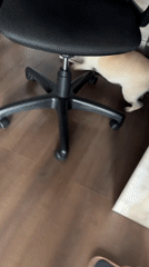 Morning domestic routine with pets documented in Sochi