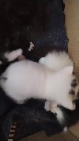 The video shows four kittens huddled together on a dark blue blanket. The kitten in the foreground is mostly white with a black spot on its head. To its right, a black and white kitten is nestled on top of it. Behind them, a black kitten is partially visible. Another white kitten with a black spot is partially visible in the lower left of the frame. The kittens are lying down and appear to be resting or playing. The environment appears to be indoors, with a textured wall visible on the right side of the frame.