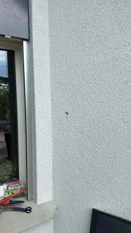 A small lizard is on a textured white wall. The lizard is dark brown and has a long tail. The lizard is moving its legs and body. The wall is part of a building, and there is a window to the left of the wall.