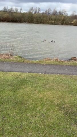 The video shows a grey, overcast day at a lake. Four ducks are swimming in the water. There's a paved path and grass along the lake's edge. The background shows trees and power lines. The camera zooms in on the ducks and then pans to the right to show more of the lake and surrounding area.