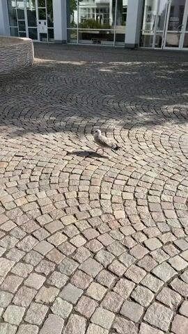 A single seagull stands on a circular cobblestone patio in front of a modern building. The building has large windows and a fountain to the left of the seagull. The sun casts a shadow of the seagull on the cobblestones. The camera is held at eye level and pans slightly to the right.