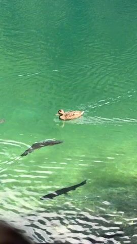 A single duck swims in clear green water. Several dark-colored fish swim beneath the duck. Ripples are visible on the water's surface. A blurred foreground element, appearing to be a wooden structure, is visible at the bottom of the frame.