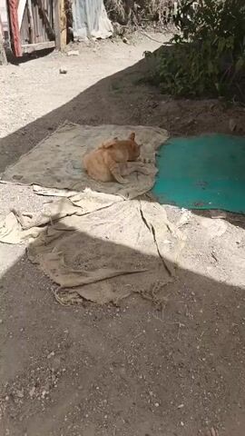 A stationary outdoor shot shows an orange cat lying on a soiled, off-white blanket in a dirt area. The cat is curled up and grooming itself. Beside the blanket is a green plastic sheet. Another soiled, tan-colored fabric rests on the ground below the blanket and sheet. In the background, there is a wooden fence with red paint peeling off, a corrugated metal structure, some scrubby foliage, and another white building. The scene is partially shaded.