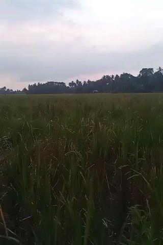 A video shows a grassy field with rice paddies under a cloudy sky. In the distance, palm trees are visible, and there is a faint silhouette of a person walking in the rice field. The camera pans from left to right, revealing more of the landscape. The overall atmosphere is calm and rural.
