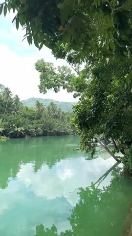A wide shot captures a serene river scene with lush tropical foliage lining the banks. The water is a vibrant turquoise, reflecting the sky and surrounding greenery. In the foreground, the leaves of a large tree partially obscure the view, casting shadows on the water. In the background, palm trees and other dense vegetation stretch across the landscape, leading up to rolling hills covered in trees. The sky is partly cloudy, with patches of blue visible between the white clouds. The overall impression is one of tranquil natural beauty.