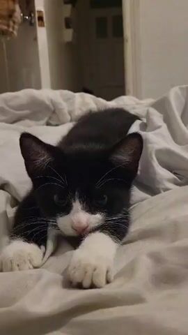 A black and white kitten stretches its front paws forward, resting on a rumpled white bedsheet. The kitten has a white face with a pink nose and a small patch of black fur on top of its head, and it is looking directly into the camera. The background is a room with a door and a partially visible closet with some clothes.