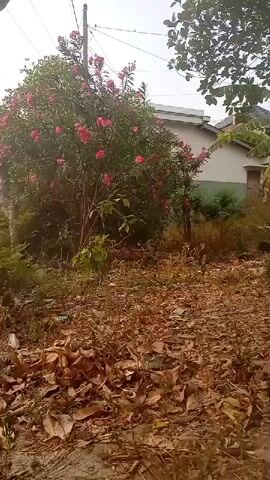 The video captures an outdoor scene with a large bush adorned with pink flowers dominating the left side of the frame. A building, possibly a house, is visible in the background to the right of the bush. The ground is covered with dry leaves and some debris, suggesting an unkempt or natural environment. Power lines and a utility pole are also present in the upper portion of the image, indicating proximity to infrastructure. The lighting suggests it is daytime, with overcast or hazy conditions.