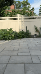 German Shepherd and small dogs roam a Queens backyard and kitchen