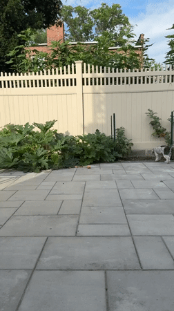 German Shepherd and small dogs roam a Queens backyard and kitchen