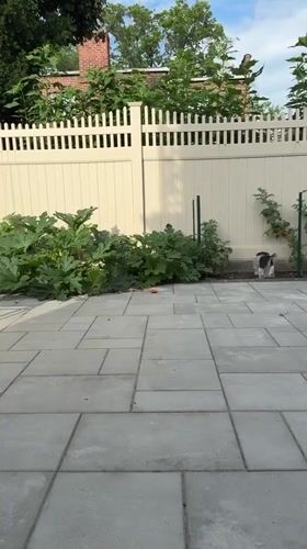 German Shepherd and small dogs roam a Queens backyard and kitchen