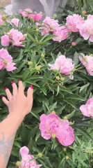 Woman gathers pink peonies in early morning Russian garden