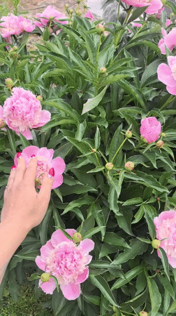 Woman gathers pink peonies in early morning Russian garden