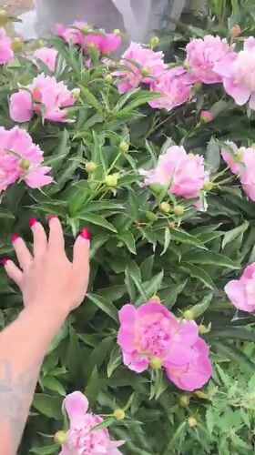Woman gathers pink peonies in early morning Russian garden