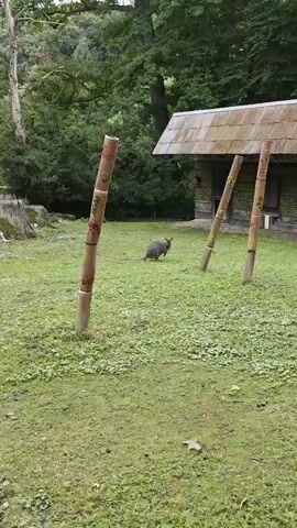 The video shows a wallaby on a grassy field. The wallaby is a medium-sized, grey marsupial with a long tail. It is standing on all fours, with its head turned to the right. The wallaby appears to be in a zoo or wildlife park, as there are bamboo poles with decorations on either side of the frame, and a building with an unusual roof in the background. The grass is green and lush, and there are trees in the background. The video is shot from a slightly elevated position, looking down at the wallaby.