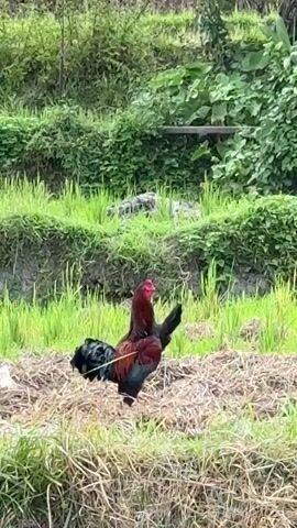 The video shows a rooster and a hen in a rural setting. The rooster is in the foreground, facing to the left, with its red comb and wattles clearly visible. It has a dark, iridescent plumage, primarily black and dark red. The hen is further back and to the left of the rooster, facing away from the camera, appearing entirely black. They are in a field with dry straw and green grass. Behind them, a lush green hillside is visible, covered in dense vegetation and what appears to be terraced farming. The overall impression is a peaceful, natural environment.