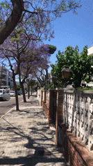 Morning walk captures flowering trees, walkways, and botanical details