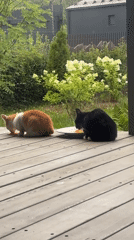 Cats on a wooden deck in Zvenigorod, afternoon