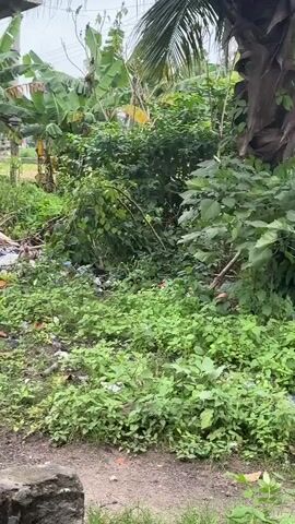 The video shows a dirt path with lush green vegetation. In the background, there are large banana trees and other dense foliage. Scattered throughout the undergrowth and along the path is a significant amount of trash, including plastic bags and other debris. Two pigs, one larger and black, and a smaller, possibly younger one, are visible moving through the vegetation and near the trash. The larger pig walks along the path, while the smaller pig is seen closer to the discarded items. The environment appears to be overgrown and unkempt, with the presence of both natural growth and human-generated waste.