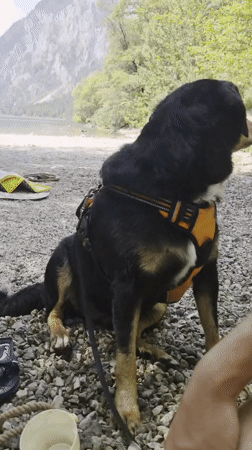 Dog day at an Alpine lake shore in Eisenerz