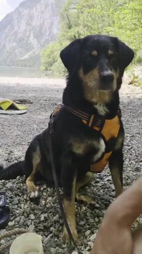 Dog day at an Alpine lake shore in Eisenerz