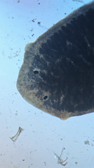 Planarian worm specimen observed under microscope in Portugal