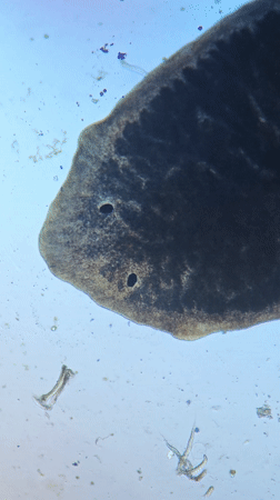 Planarian worm specimen observed under microscope in Portugal