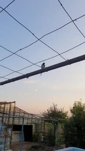 A swallow flies across a clear blue sky, its wings extended. Below, a cat sits perched on a horizontal bar. The background consists of trees, a greenhouse, and a fence.