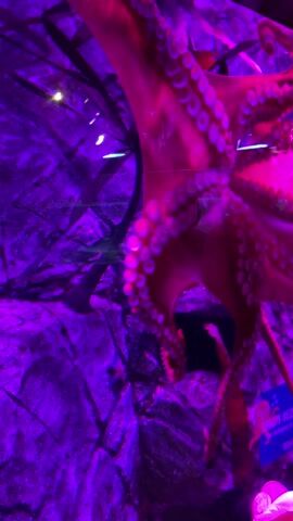 The video shows a large octopus in a tank. The octopus is lit with bright pink and purple lights, which accentuates its tentacles and suckers. The octopus is resting against what appears to be a rocky background, also lit in purple hues. Some reflections are visible on the glass of the tank.  The scene appears to be in an aquarium or similar environment. The camera zooms in slowly to show a detail of the octopus's head and tentacles. The last frame shows the octopus more fully against the rocky background.