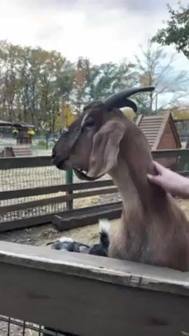 Here's a description of the video:
The video shows a person feeding and petting a goat at a petting zoo. The goat is light brown with floppy ears and short curved horns. It stands behind a wooden fence, with a wire fence and other small buildings visible in the background. One person in a black jacket is feeding the goat, while another person pets its head and neck. The sky is visible in the background, showing the colors of dusk.