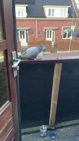From an open doorway, the video shows an African Grey parrot perched on the painted ledge of a fence. The parrot is eating something. The fence is painted black with a red edge on top. A half-used can of something is on the ground beneath the fence. Behind the fence is a street, with two identical red-brick houses facing the camera. Each house has a white front door and window trim. Between the houses are rectangular bushes that are taller than the fence. A street sign is visible. The camera moves slightly.