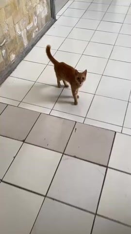 An orange cat walks across a tiled floor. The cat is in focus and fills most of the frame, with its tail raised. The background is blurred, showing a wall with a rough texture and more tiled floor. The lighting is consistent, suggesting an indoor environment.