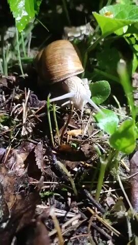 A snail, its body a pale gray and its shell a warm brown, is positioned on a bed of damp leaves, dry twigs, and small green plants. The snail's tentacles are extended, exploring the surrounding environment. The lighting is somewhat dim, casting deep shadows and highlighting the moisture on the leaves. The overall composition creates a close-up, naturalistic view of the snail in its habitat.