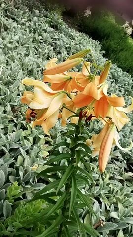 A close-up video shows a tall stalk of orange lilies blooming with some buds. The lilies are surrounded by soft, gray-green foliage, and in the background, a blurred green hedge and some white flowers are visible. The camera pans slightly, highlighting the delicate petals and the overall vibrancy of the flowers.