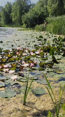 Morning pond lilies bloom in Moscow park
