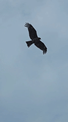Bird spotted near warning sign in Fujisawa, Japan