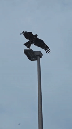 Bird spotted near warning sign in Fujisawa, Japan
