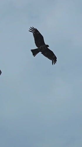 Bird spotted near warning sign in Fujisawa, Japan