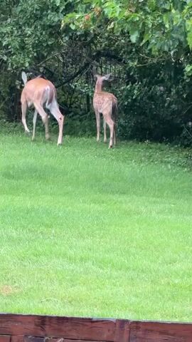 Two young deer, one with spots and the other appearing to be an adult, are standing in a grassy yard surrounded by trees and bushes. The spotted deer is facing to the left, and the adult deer is facing away from the camera. The adult deer walks toward the trees and disappears into the foliage. The spotted deer remains in the yard and then also walks toward the trees. There is a wooden fence or railing in the foreground. The weather appears to be overcast or rainy, as indicated by the wet grass and the light.