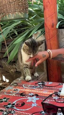 A tabby cat is being petted by a person's hand. The cat is sitting on a stone step next to a wooden post. A red and white patterned tablecloth is visible in the foreground, with sunglasses on the right side of the frame. Green foliage and a woven basket are in the background. The cat then turns and sniffs the tablecloth.