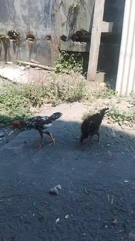 Two chickens are seen in a courtyard. One chicken, with black and white plumage, pecks at the ground. The other chicken, predominantly black with a red comb, stands nearby. The ground is a mix of dark soil and gravel. In the background, there is a weathered concrete wall with openings and some green vegetation. A tall, thin, light-colored vertical object, possibly a post or a pipe, is visible to the right of the wall. The scene appears to be outdoors in daylight.