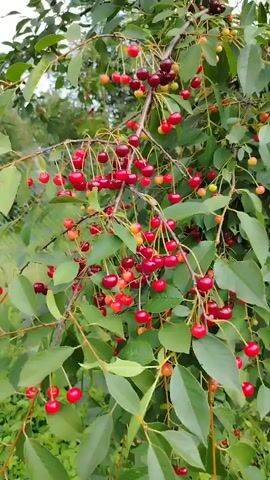 The video shows a close-up view of a cherry tree laden with ripe cherries. The cherries are a deep red color, with some appearing more towards a reddish-yellow hue. They hang in clusters from the branches, interspersed with green leaves. The branches of the tree are visible, as are some parts of the surrounding foliage. The lighting suggests it is daytime, likely outdoors, with natural light illuminating the scene. The focus is on the fruit and the branches, capturing the abundance of cherries on the tree.