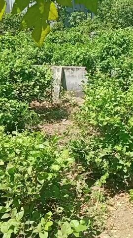 The video shows a garden with lush green plants. In the foreground, a papaya tree trunk is visible. The background is filled with dense foliage, with some concrete structures interspersed. The lighting suggests it is daytime, with sunlight illuminating the scene.